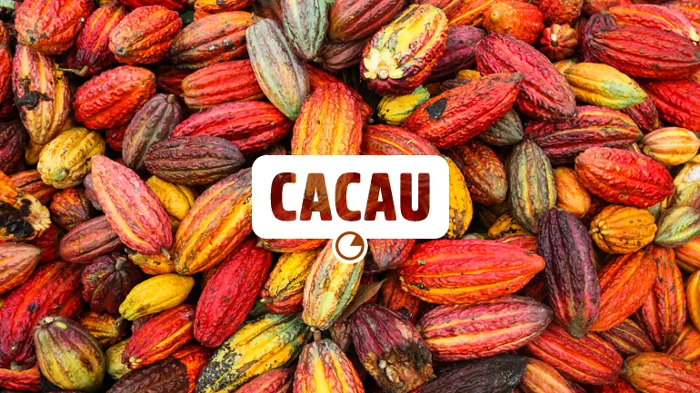 Cacau e seus benefícios para a saúde.