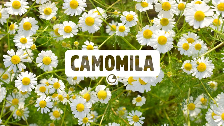 Camomila e seus benefícios para a saúde.