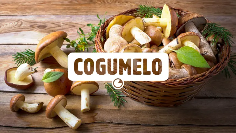 Cogumelo e seus benefícios para a saúde.