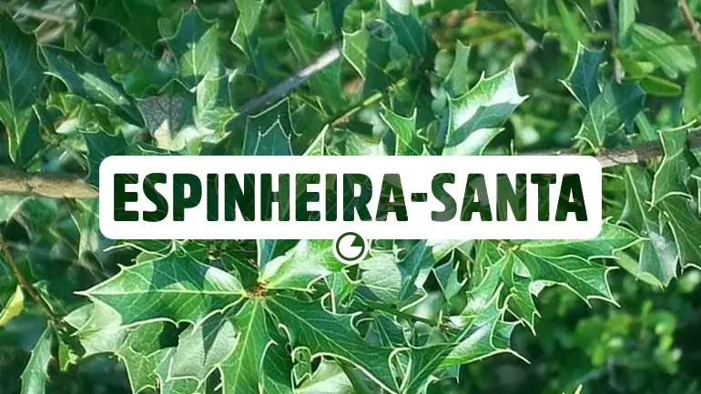 Espinheira-Santa e seus benefícios para a saúde.