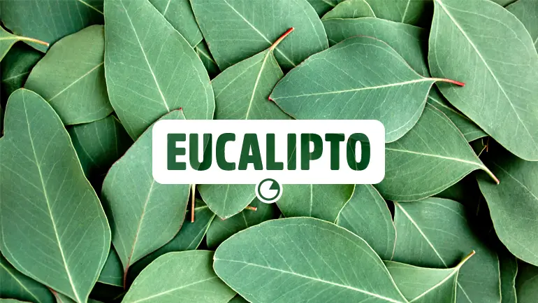 Eucalipto e seus benefícios para a saúde.