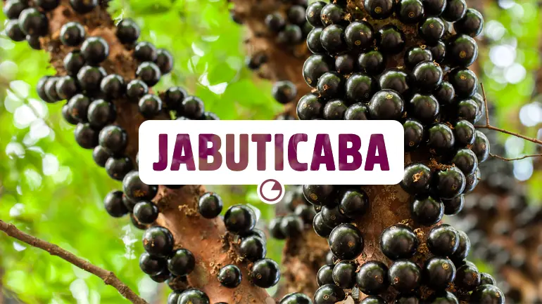 Jabuticaba e seus benefícios para a saúde.