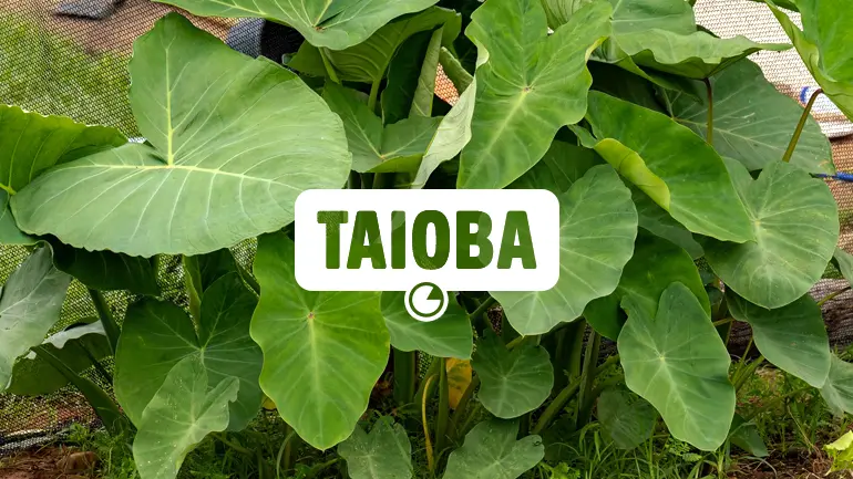Taioba e seus benefícios para a saúde.