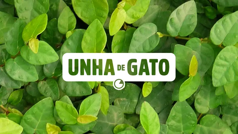 Unha-de-Gato: conheça os benefícios e como consumir