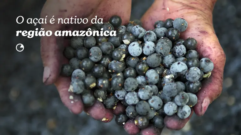 É nativo da região amazônica