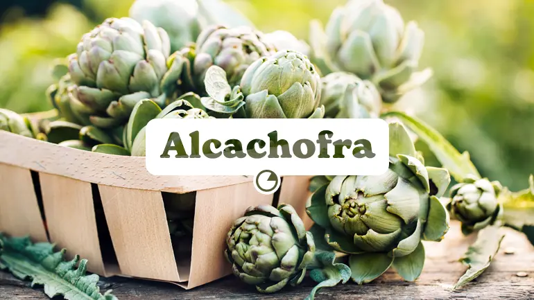 Alcachofra e seus benefícios para a saúde.