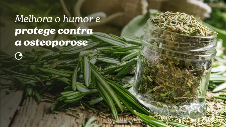 Alecrim: melhora o humor e protege conta a osteoporose.
