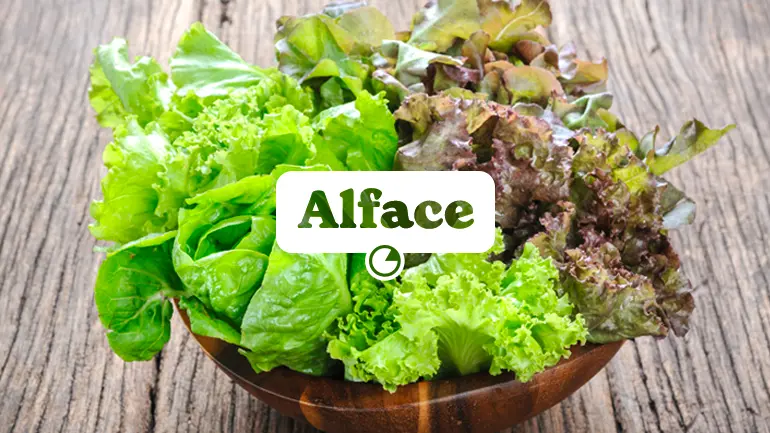 Alface e seus benefícios para a saúde.