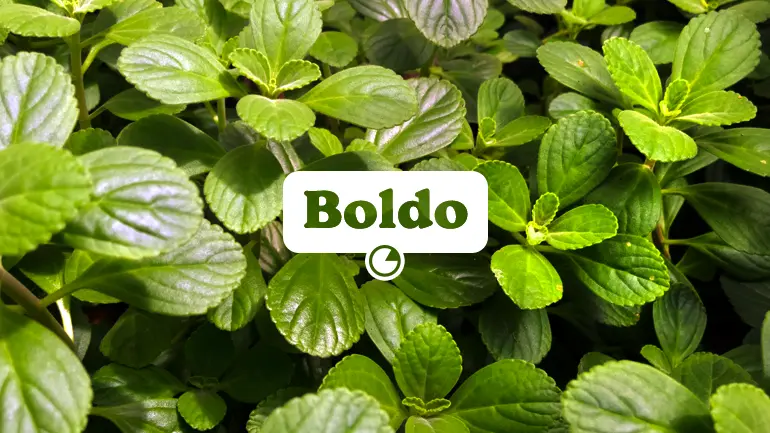 Boldo e seus benefícios para a saúde.