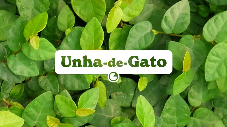 Unha-de-Gato e seus benefícios para a saúde.